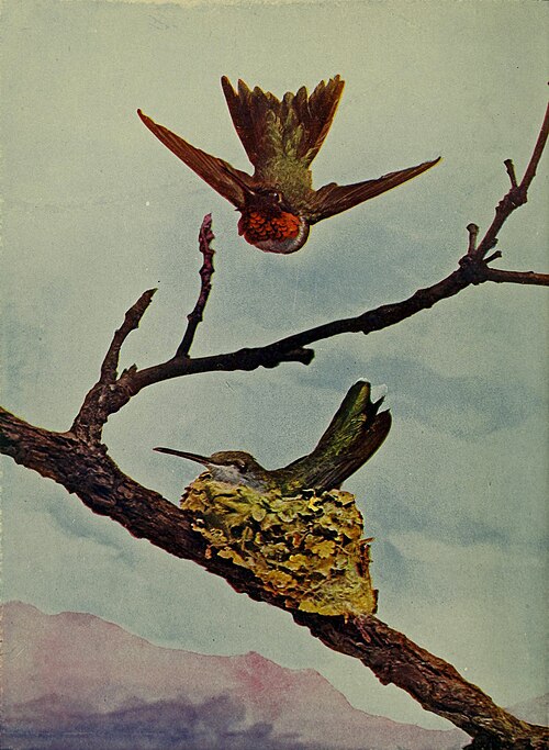 Ruby-throated hummingbird