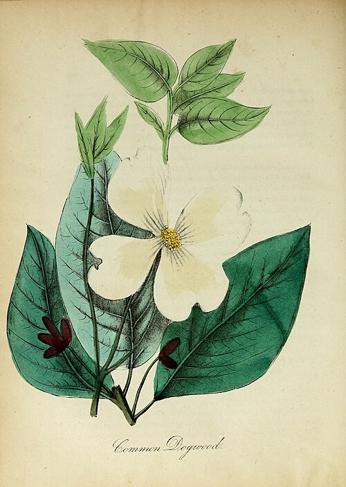 Flowering dogwood