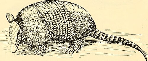 Nine-banded armadillo