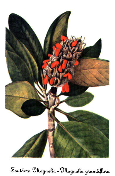 Southern magnolia