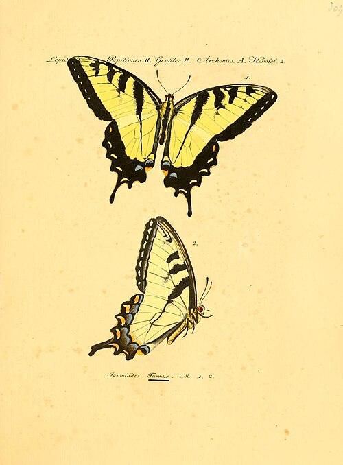 Eastern tiger swallowtail