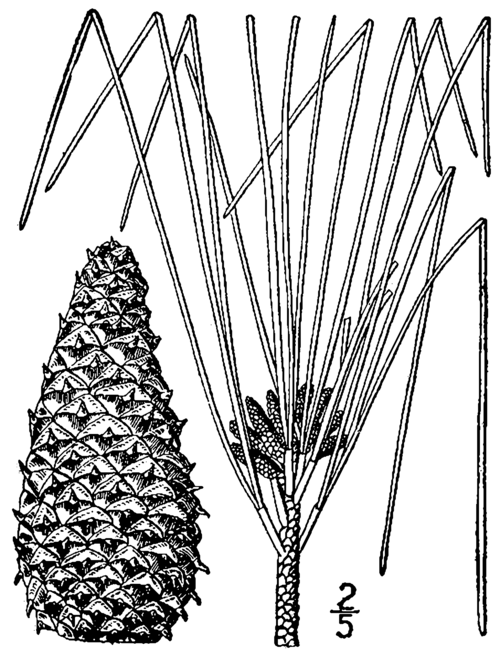 Loblolly pine