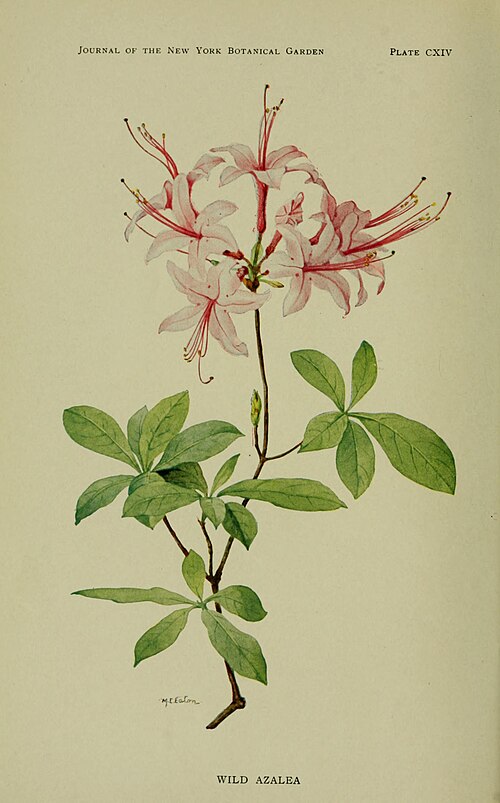 Piedmont azalea