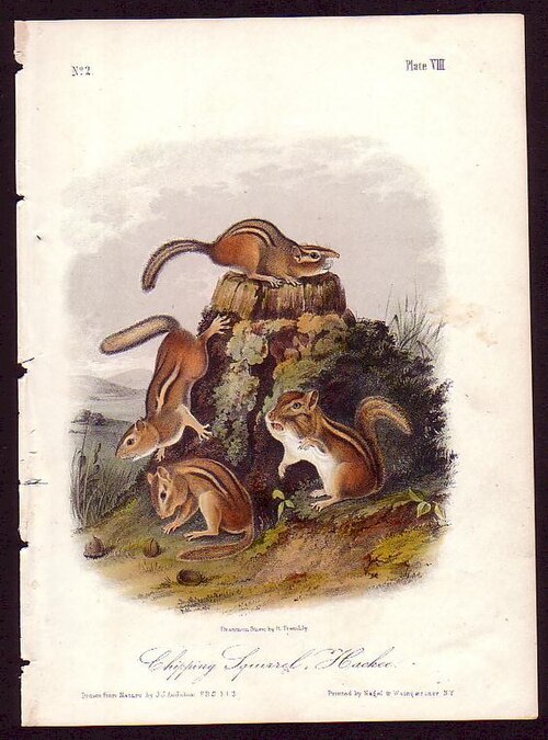 Eastern chipmunk