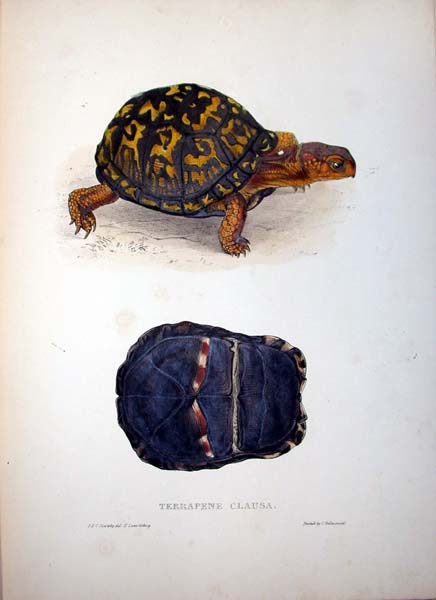 Eastern box turtle
