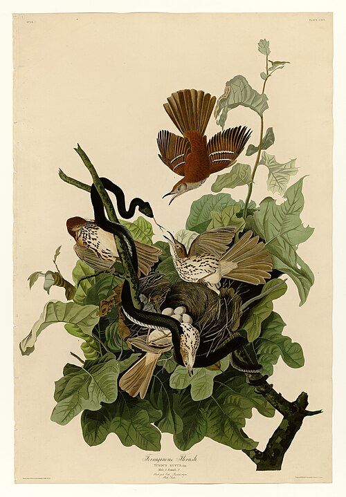 Brown thrasher